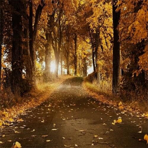 Laeacco Autumn Yellow Forest Trees Pathway Scenic Photography Backgrounds Vinyl Custom Camera Photo Backdrops For Photo Studio