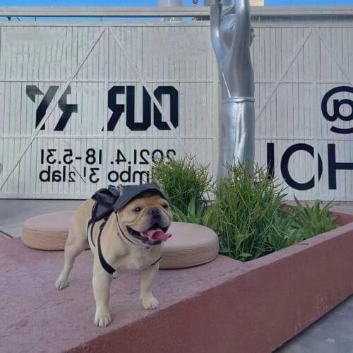 New Adjustable Pet Dog Backpack Harness Bag With Hat Set For Small Medium Dogs Chihuahua Pug French Bulldog Dropshipping YKB03