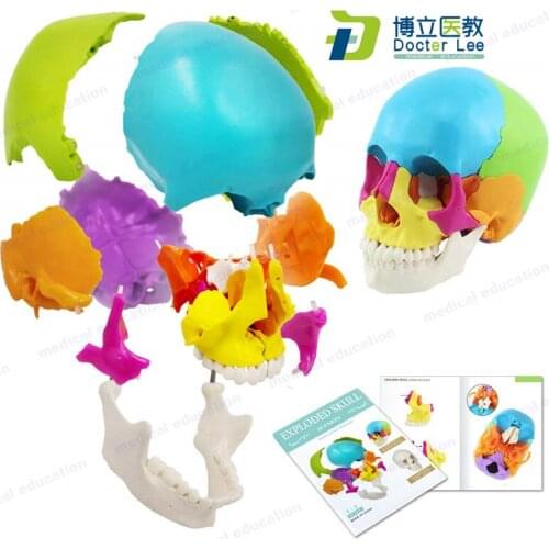 Life Size 22 Parts Disarticulated Human Skeleton Skull Anatomical Beauchene Skull Model for Medical Learning Edudcation Display