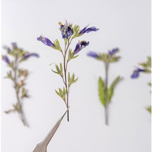 60pcs Pressed Dried Mazus stachydifolius Flower Plants Herbarium For Epoxy Resin Jewelry Making Makeup Nail Art Craft DIY