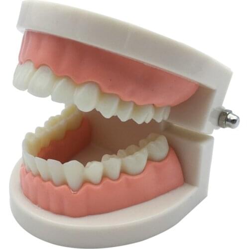 1Pc Dental Teeth Model Standard Teaching Study Typodont Demonstration Oral Medical Education Tools