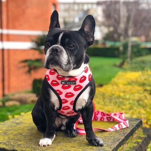 Pet Dog Red Lips Print Harness for Small Medium Dogs Leash for French Bulldog Chihuahua Pug Dog Accessories for Yorkies S-XL