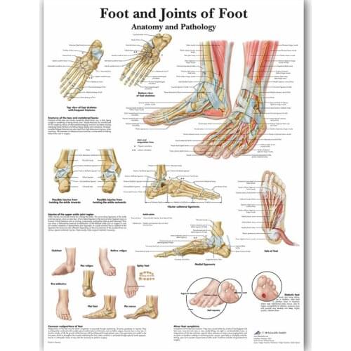 Anatomical Illustration Poster Of The Human Foot Skeletal Muscle. For Teaching