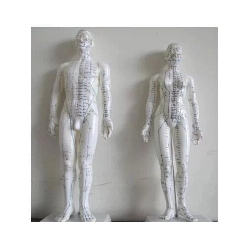Meridian English- Chinese model human acupuncture point human body model 50cm male or 48cm female in Chinese free shipping