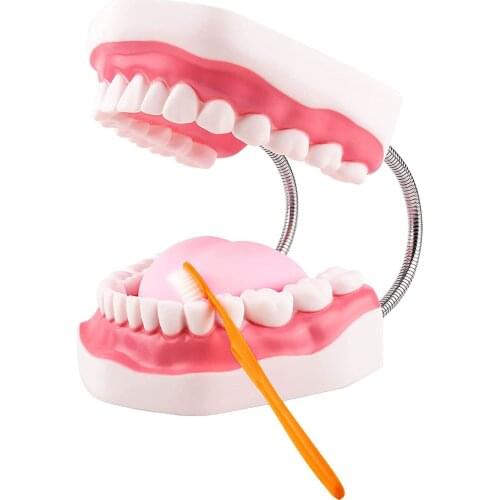 Dental Care Model Standard Demonstration Tooth Model 32 Removable Teeth Model Dental Care Teaching Demonstration Model