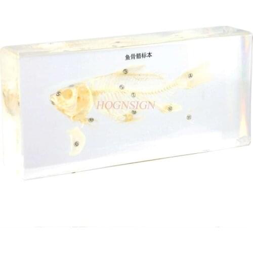 Middle school student children showing fishbone structure fish bone specimen resin amber embedded fish bone display