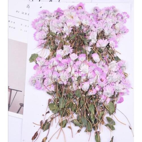 60pcs Pressed Dried Helipterum manglesii Flower With Stem Herbarium For Epoxy Resin Jewelry Making Bookmark Face Makeup Nail Art