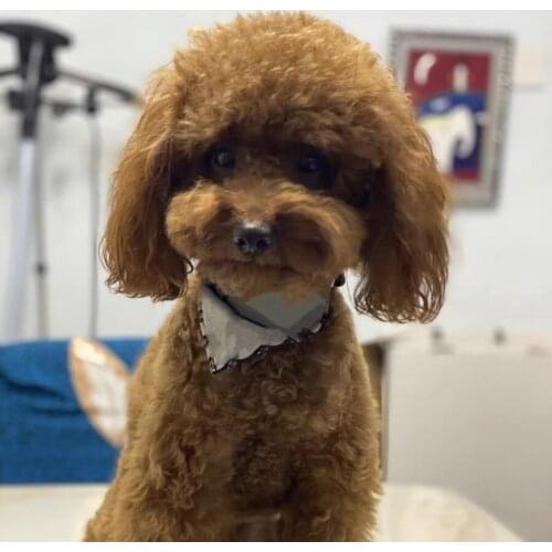 Fashion Pet Dog Bandana Collar Adjustable Neck Scarf Tie Bowtie Necktie Neckerchief Grooming Accessories Small Medium Dogs YLL01