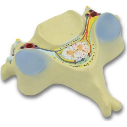 Fifth Cervical Vertebra Model Spinal Cord and Spinal Nerve Zoom In Model 7X Life Size Human Anatomy Human Anatomy Nerve Model