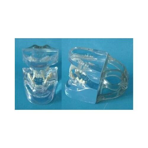 Animal bones Animal models Veterinary teaching instrument Transparent model of cats teeth free shipping