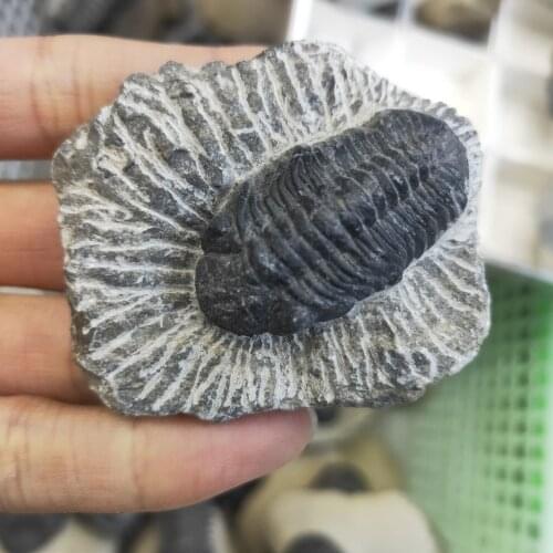 1pcs Natural stone Trilobite fossils healing crystals Decorative collection stones and crystals