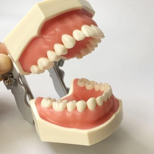 Standard Permanent Replaceable Teeth Model Typodont 28 pcs Screw-in Teeth Nissin Compatible Disassembled