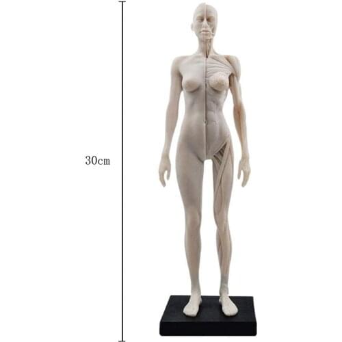 30cm Female Anatomy Figure Anatomical Model Anatomy Skull Bone Medical Artist Drawing Manikin Articulated Mannequin