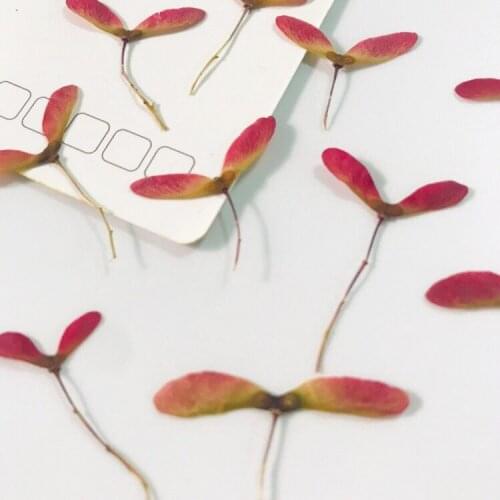 24pcs/2cm,Nature pressed Maple flower head,Phone case flower art decoration photo frame manicure Flora Gel Manicure Stickers
