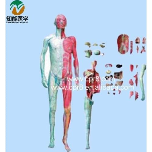 Human Body Anatomy Model(With Muscle And Inner Organ) BIX-A1028 WBW303