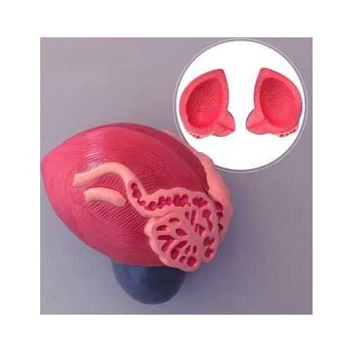 Bladder model male bladder prostate enlargement model urogenital system structure teaching medical teaching aids