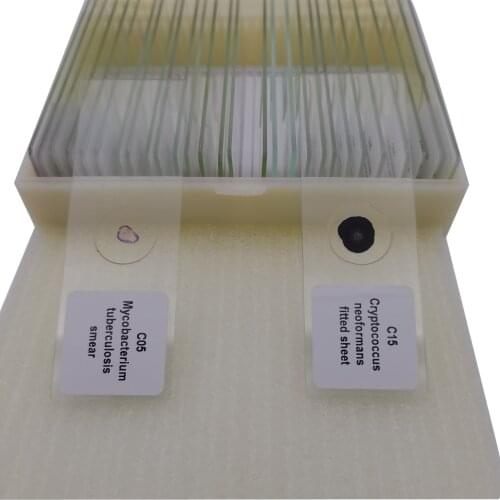 30pcs Microbiology Prepared Slides of Bacteria