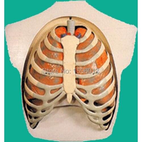 Respiratory Apparatus Model,Respiratory System Model