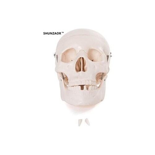 1: 1 skull human skeleton model skull bones cranium skull Resin Replica Medical Model Lifesize