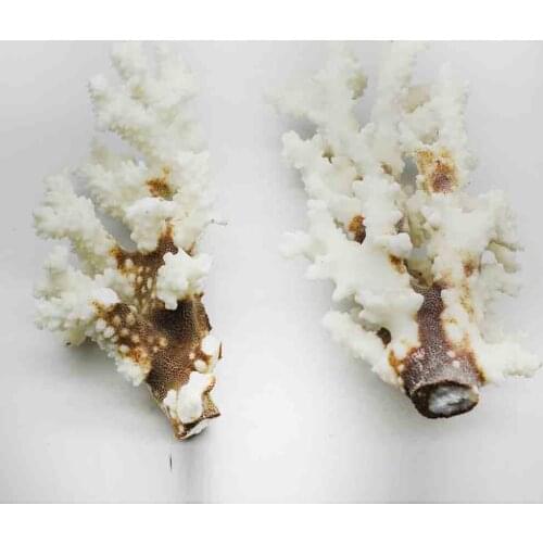 100% Natural Coral Sea White Coral Tree White Coralline Aquarium Landscaping Furnishing Ornaments Home Decoration