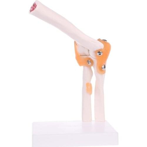 Life Size Ligament Elbow Joint Anatomy Model Skeleton Study Tool