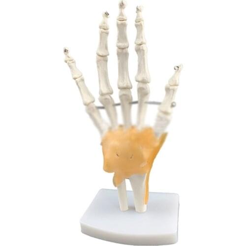 Medical teaching aids human hand joint ligament model hand bone ruler tibia human bone hand and foot surgery