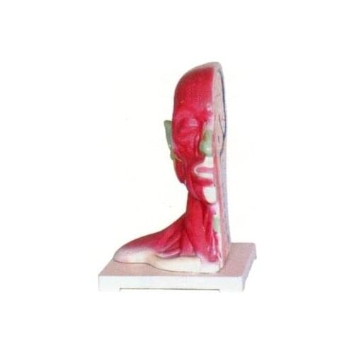 Head, neck Partial anatomy model Sagittal section Medical demonstration model 26*24*31cm free shipping