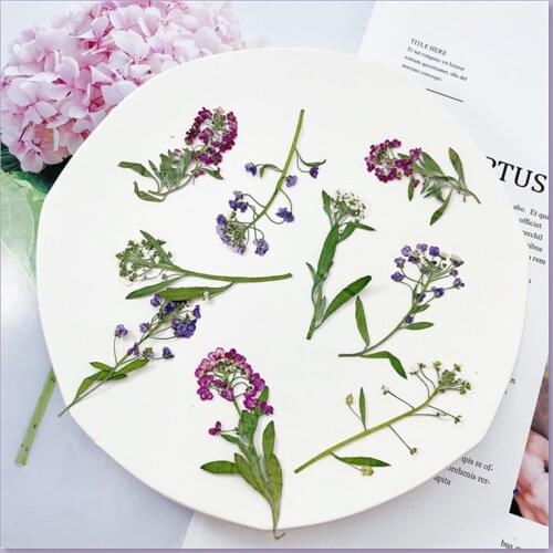 12/24pcs Dried Flowers Sweet Alyssum Pressed Plants For Epoxy Resin Pendant Necklace Jewelry Making Craft Nail Art Accessories