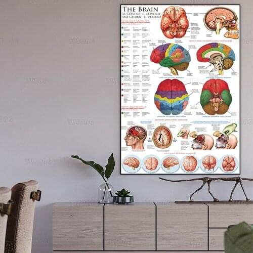 Laminated The Brain Anatomy Science Chart Print Poster wall art canvas painting for living room home decoration framed