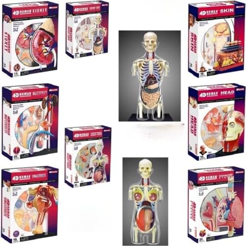 4d Human Body Torso Reproductive System Kidney Head Nerves Skin Anatomical Model Medical Supplier Teaching Puzzle Assembling Toy