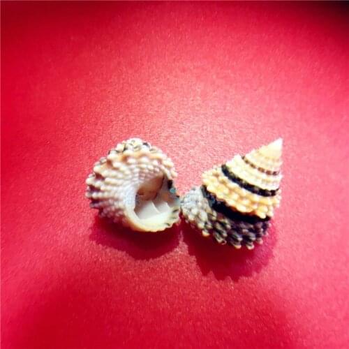 Natural conch shells and rare gift 2.5CM Decoration specimen collection