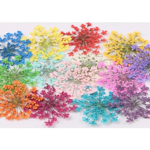 12/30Pcs Pressed Dried Ammi Majus Flower Dry Plants Necklace Jewelry Making Craft DIY Accessories Artificial Flower Decorations