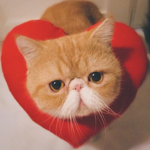 Handmade love headdress pet costume cat head cute adorable Japanese decorative photos furry costume cat accessories pet supplies