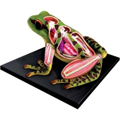 4d Frog Animal Anatomy Model Skeleton Medical Teaching Aid Laboratory Education classroom Equipment master puzzle Assembling Toy