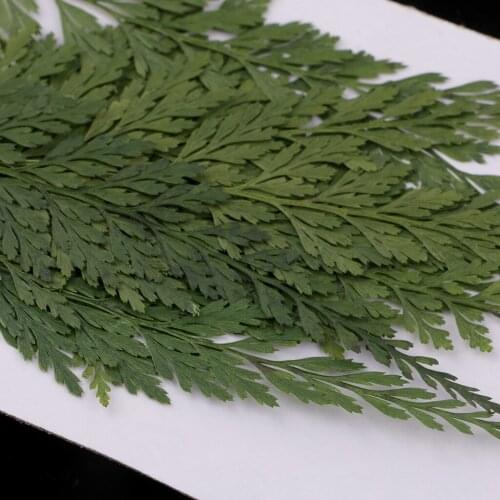 12x Pressed Dried Flowers Fern Leaves DIY Arts Crafts Scrapbooking Bookmarks