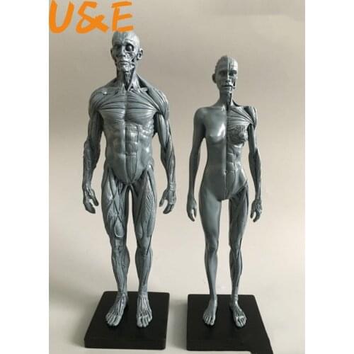 30cm Human Skull Model Musculoskeletal Anatomy Art Painting Sculpture Teaching Medical Reference Model