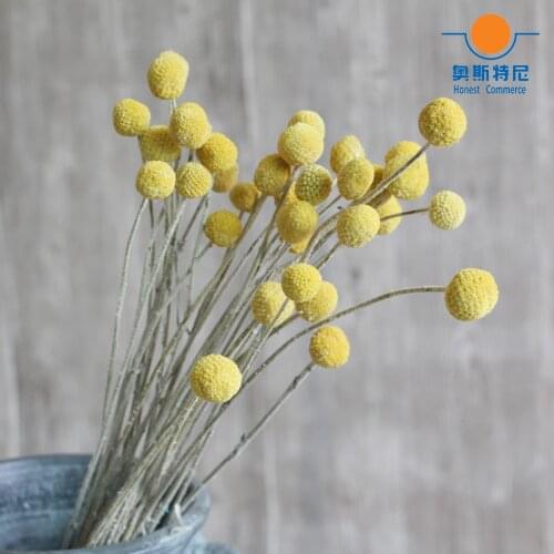 20pcs dried natural flower bouquets dried Craspedia flower bouquets golden ball flower bunches