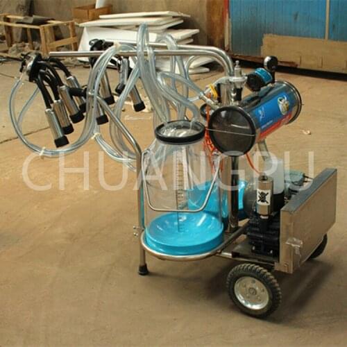 Milking machine sheep