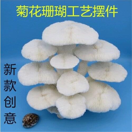 Large conch shells of white coral mushroom bonsai natural coral boutique decoration process