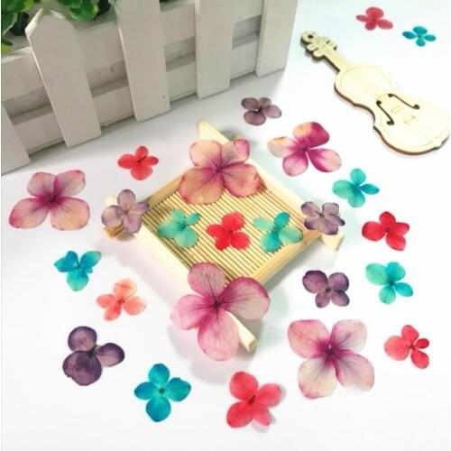 60pcs Pressed Absorbed Dyed Hydrangea Macrophylla Flower Plant Herbarium For Jewelry Postcard Invitation Card Phone Case DIY