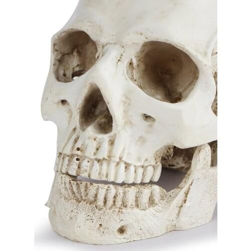 Human Head Skull Statue for Home Decor Resin Figurines Halloween Decoration Sculpture Medical Teaching Sketch Model Crafts 102