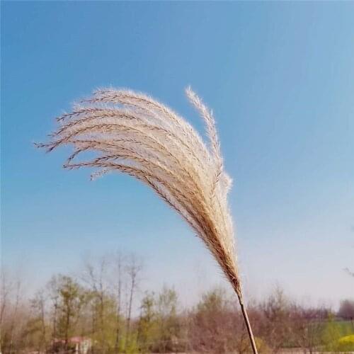 Real Dried Small Pampas Grass Wedding Flower Bunch Natural Plants Home Decor Dried Flowers Phragmites Flower Ornamental
