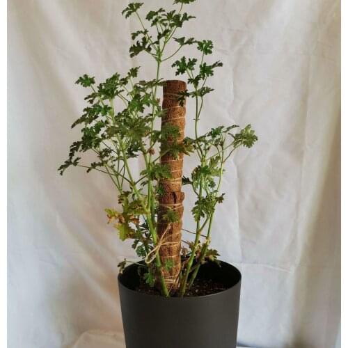 2 Pieces of 24cm Plant Climbing Frame Green Radish Coconut Palm Sticks Coconut Silk Sticks Support Indoor Extension of Monstera