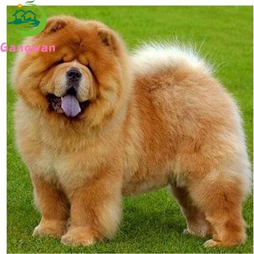 Home art Diamond Painting Chow Chow Dog 5d DIY Diamond Embroidery pet full Square Round drill Diamond Mosaic rhinestone decor