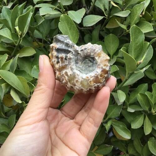 Natural snail fossil ammonite fossil for decoration