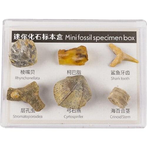 6Pcs Mineral Specimens Natural Stone Collectible Samples Home Decor