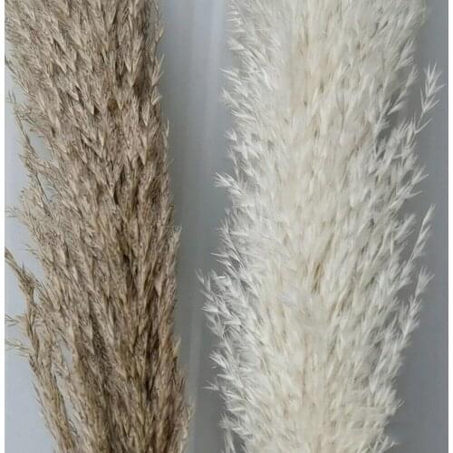 Dry Reed Bunch Natural Dried Plant Vase Flower Arrangement Reed Bouquet Pampas Grass Branch DIY Wedding Party Decoration