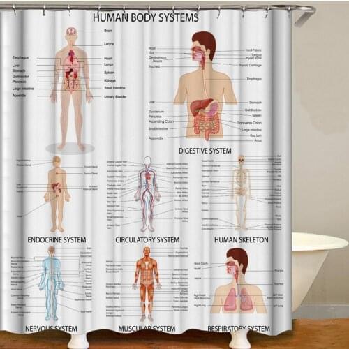 Human body systems shower curtain waterproof new arrival white shower curtain bathroom