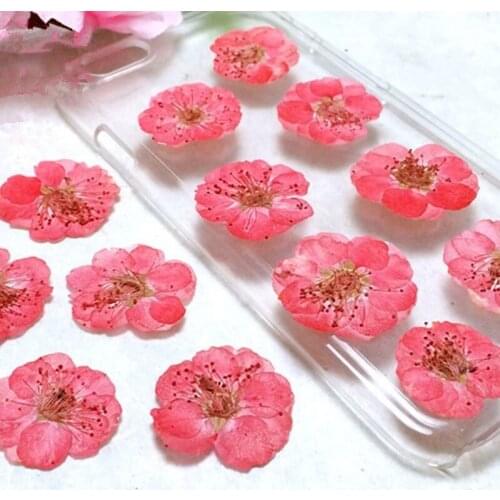 Plum Blossom Dried Flower Aromatherapy Candle Flower Diy Material Jewelry Bookmark Making Phone Case Decoration