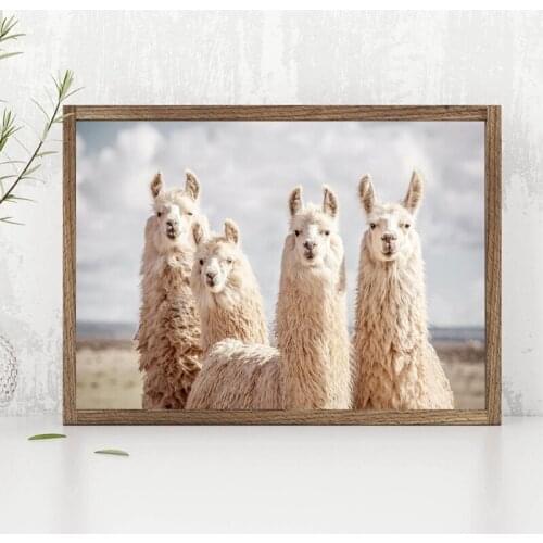 Funny Animals Llama Poster Canvas Prints Animal Alpaca Black White Photography Painting Pictures Boho Nursery Wall Art Decor